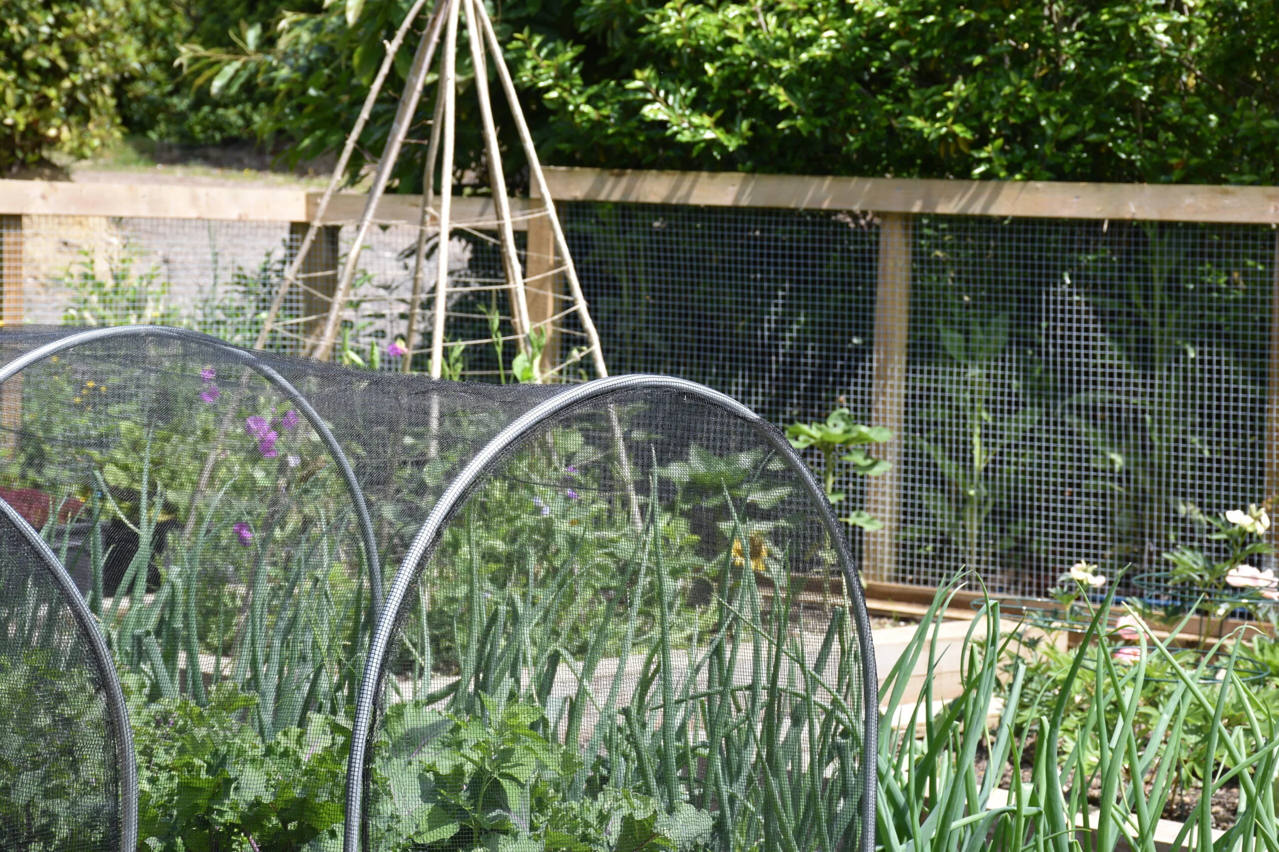 Plant protection