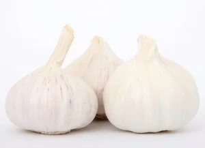 garlic bulb planting