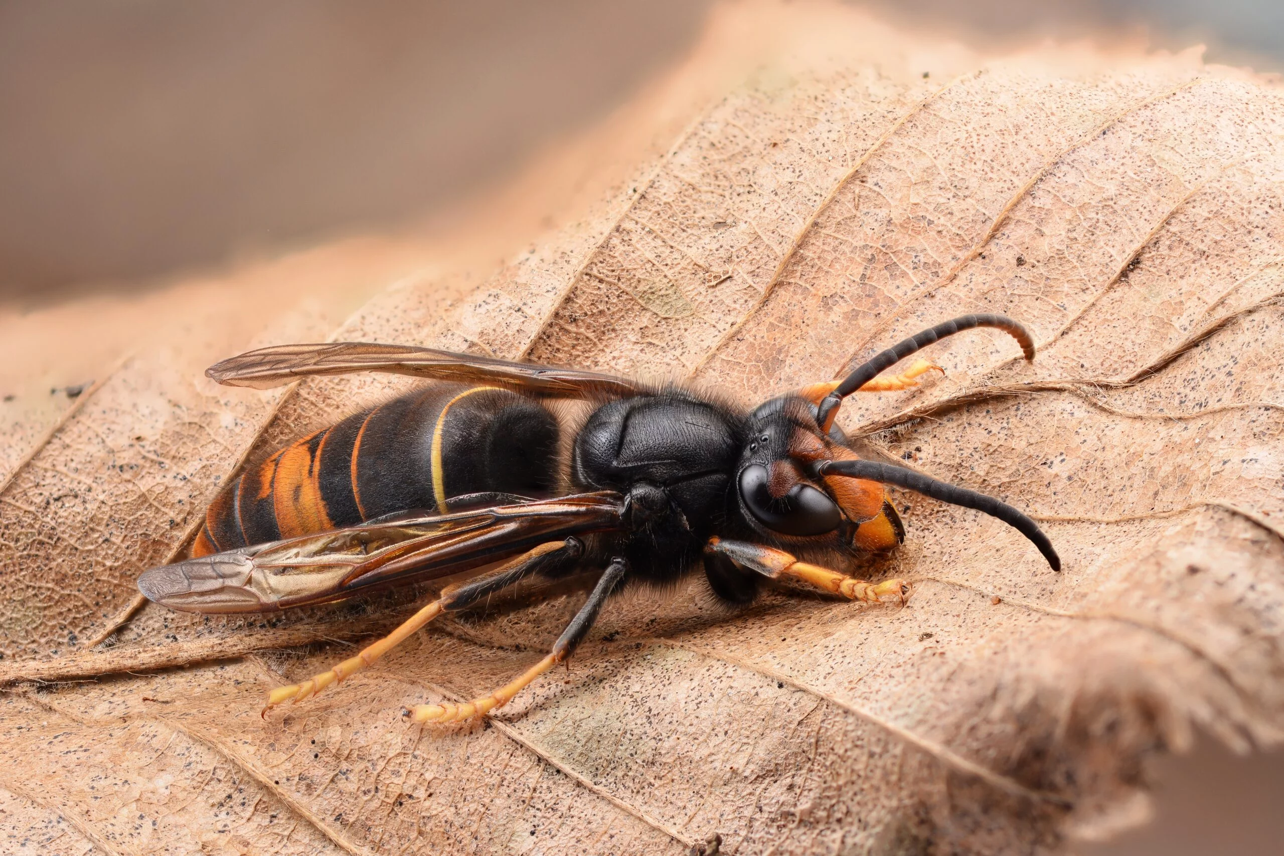 asian hornet