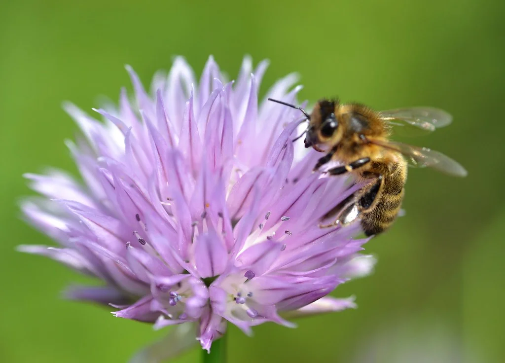 bees at risk from asian hornets