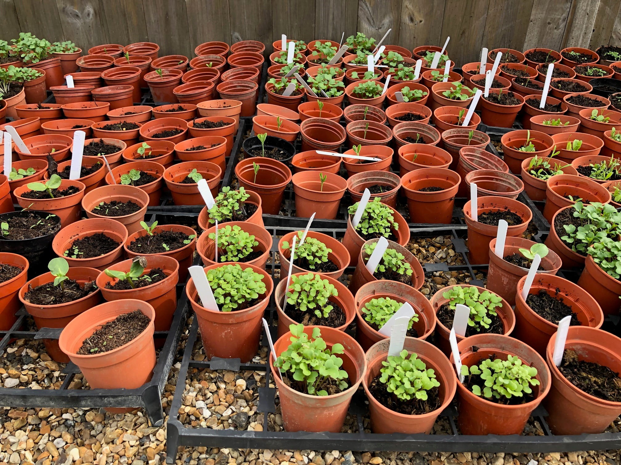 seedlings from the green fingers project