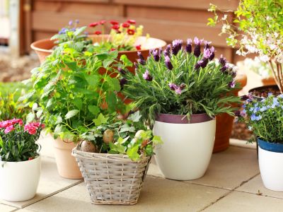 different types of potted plants 