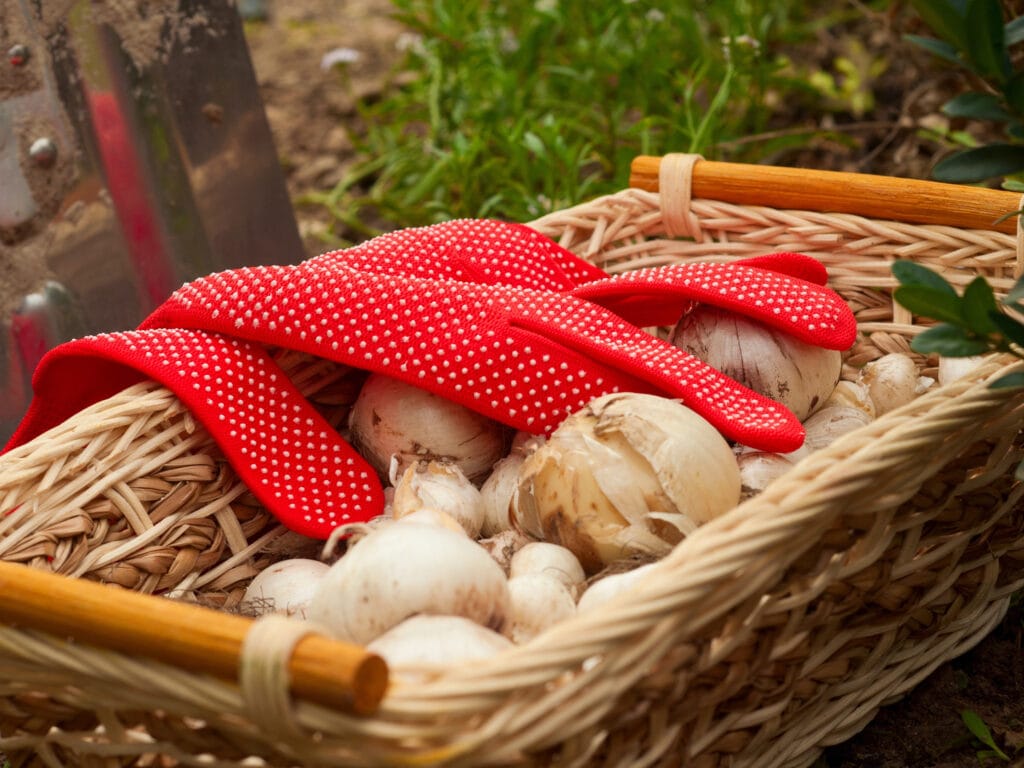 bulbs in a basket