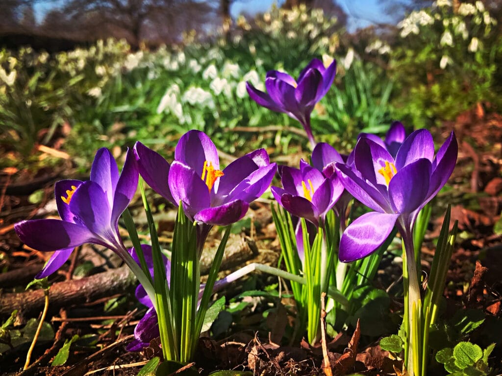 spring flowers