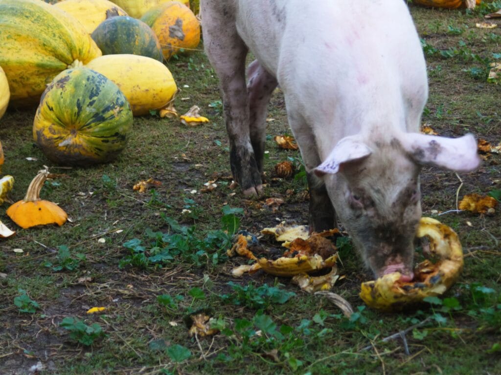 pigs eating pumpkins