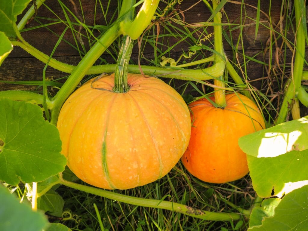 grow your own pumpkin after halloween