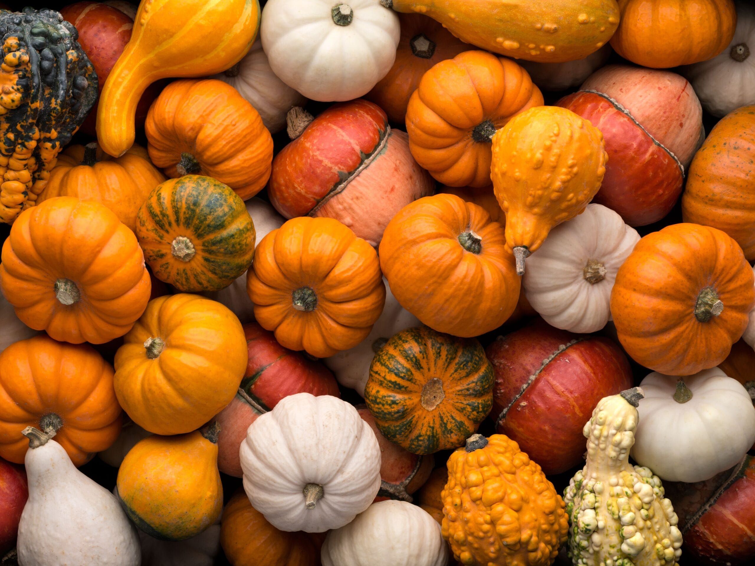 what to do with your pumpkin after halloween