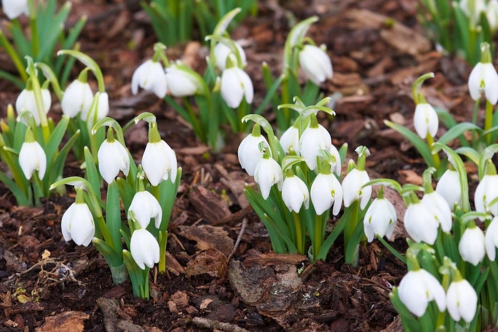 snowdrops in garden in february