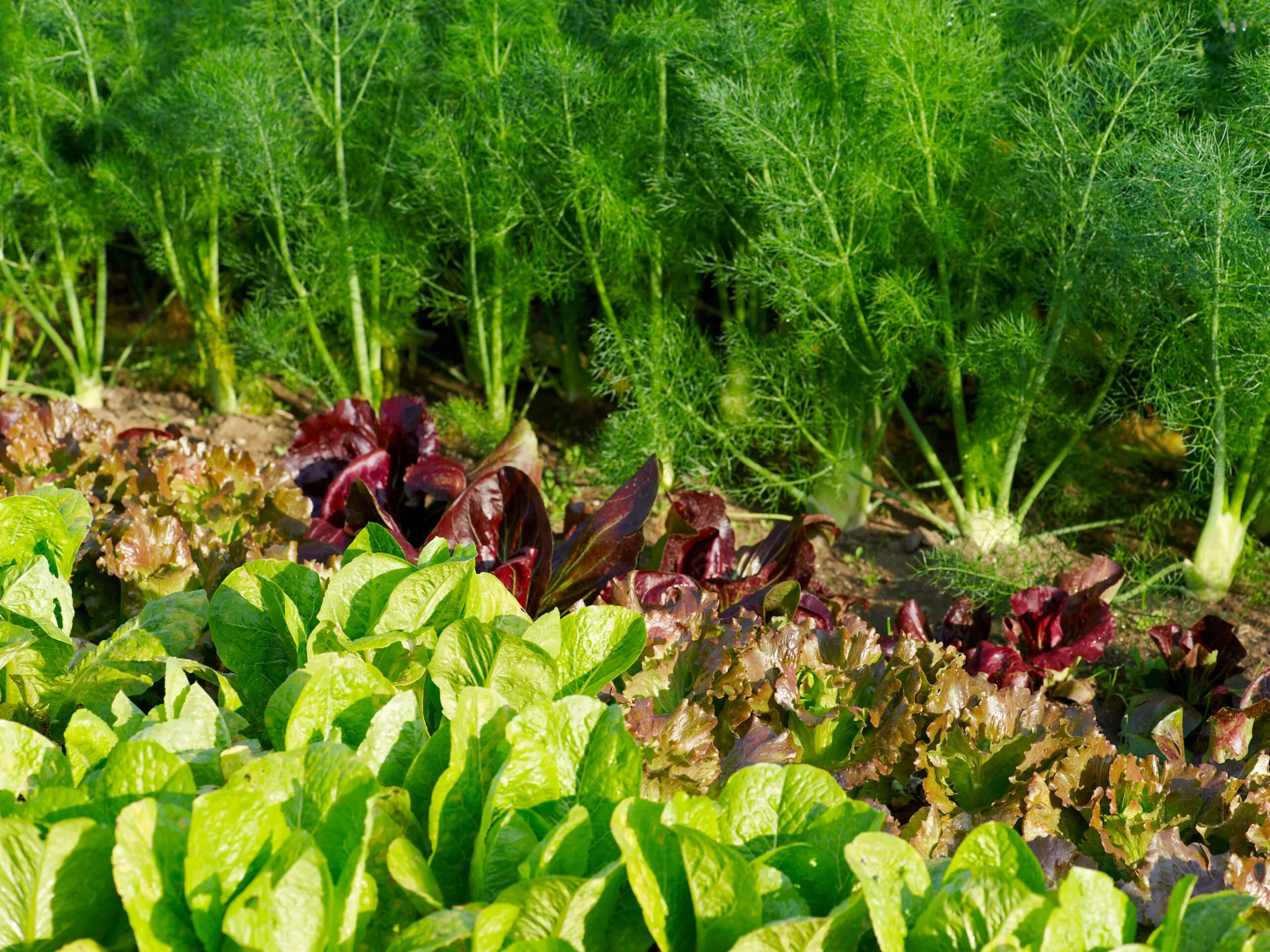 a thriving vegetable patch
