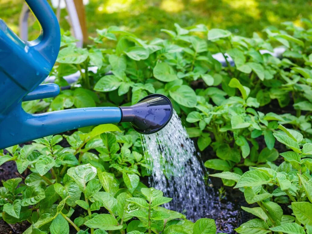 water with a watering can during a hosepipe ban