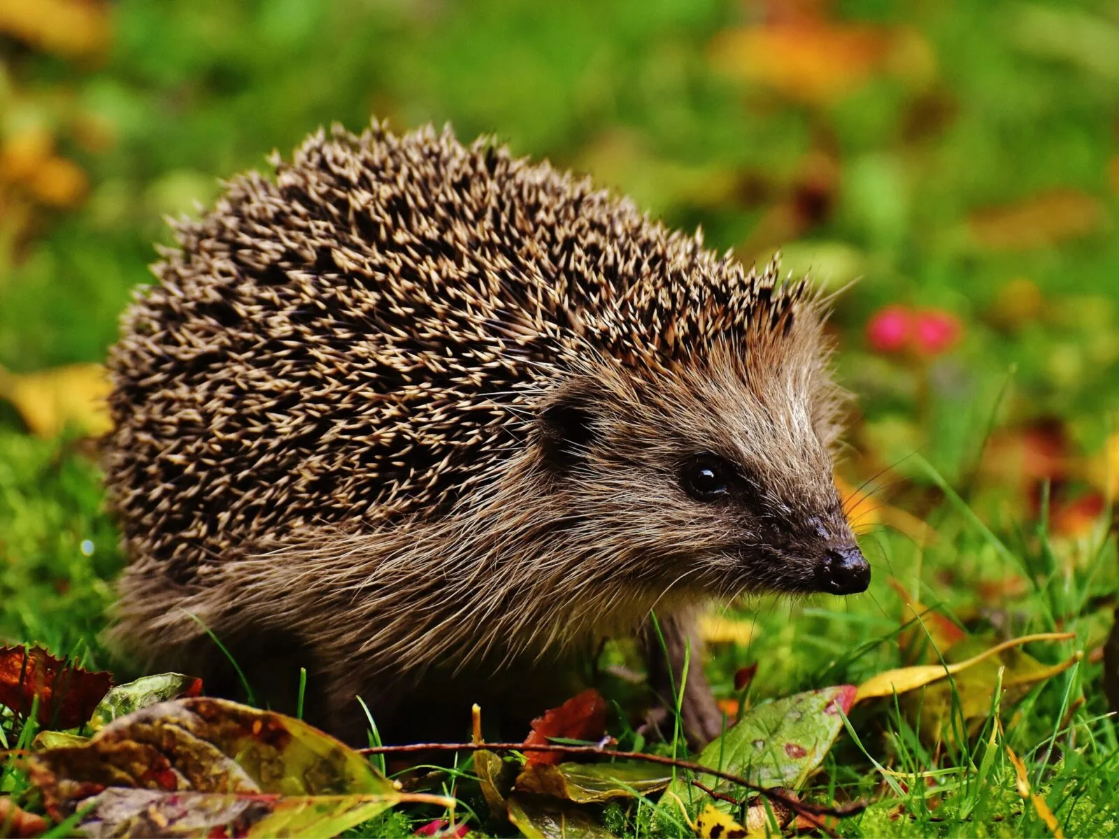 wildlife-friendly garden for autumn and winter
