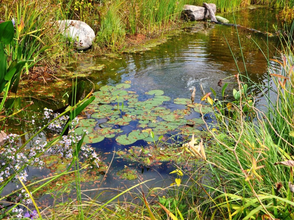 wildlife friendly pond