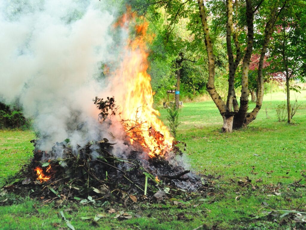 bonfire close to a tree