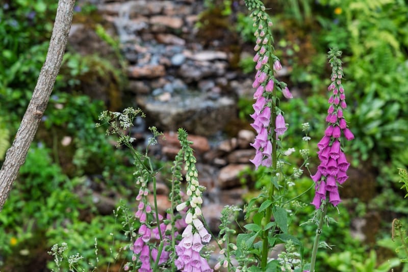 An image of The Wildlife Trusts’ British Rainforest Garden built by Frogheath Landscapes for the Chelsea Flower Show in 2025.