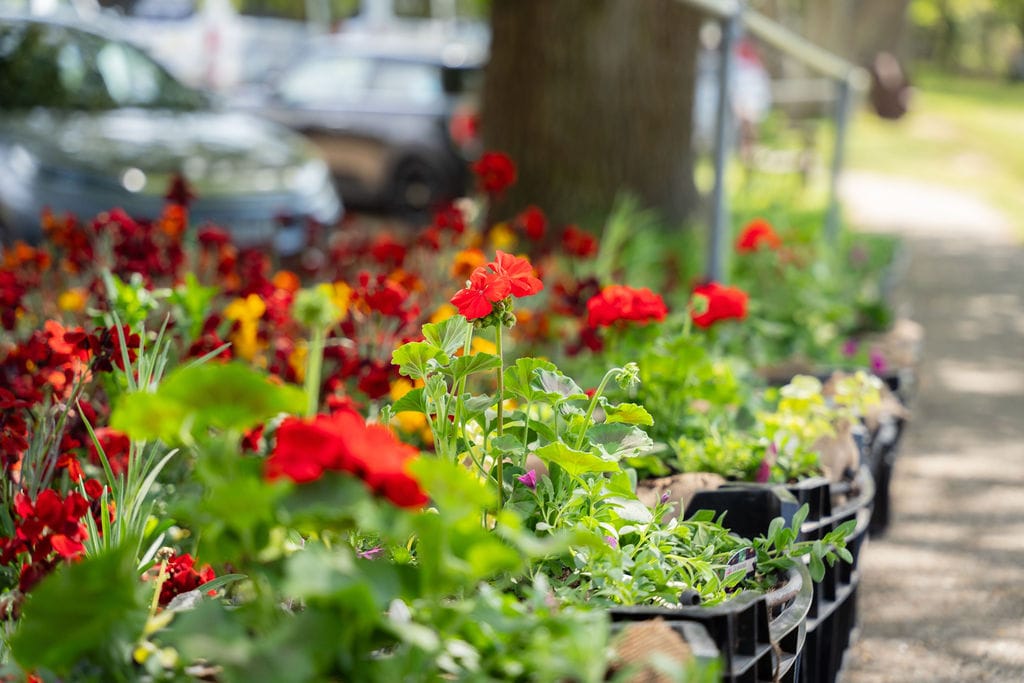 Young at Heart Help with Planting for RHS Badminton